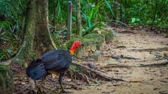 32 6 344x193 - Hen ku Brisbane, czyli nasz pierwszy road trip po Australii