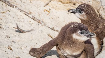 33 12 344x193 - Nie tak dzika Afryka - Kapsztad i okolice (RPA cz. II)