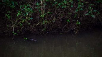 33 6 344x193 - Hen ku Brisbane, czyli nasz pierwszy road trip po Australii