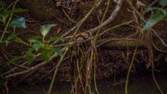 34 7 344x193 - Hen ku Brisbane, czyli nasz pierwszy road trip po Australii