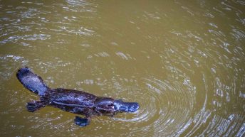 35 7 344x193 - Hen ku Brisbane, czyli nasz pierwszy road trip po Australii