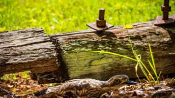 37 8 344x193 - Hen ku Brisbane, czyli nasz pierwszy road trip po Australii