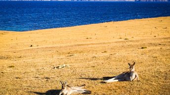 39 7 344x193 - Do diabła!... czyli Tasmania :-)