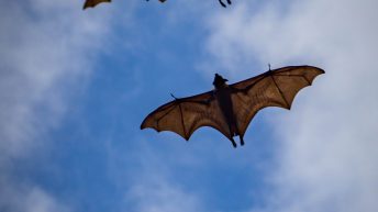 4 20 344x193 - Hen ku Brisbane, czyli nasz pierwszy road trip po Australii