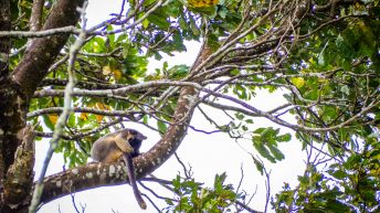 40 9 344x193 - Hen ku Brisbane, czyli nasz pierwszy road trip po Australii