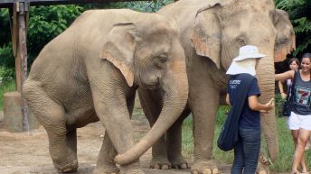 45 344x193 - AZJA - TAJLANDIA, LAOS, KAMBODŻA, MALEZJA, SINGAPUR, NEPAL