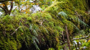 48 7 344x193 - W krainie Władcy Pierścieni - Wyspa Południowa