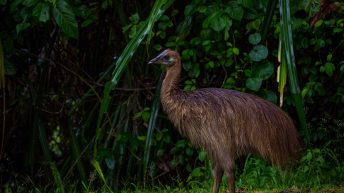 51 3 344x193 - Hen ku Brisbane, czyli nasz pierwszy road trip po Australii