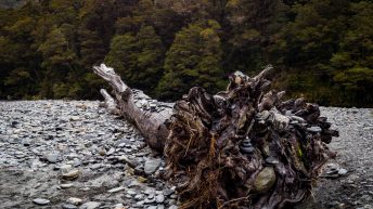 51 4 344x193 - W krainie Władcy Pierścieni - Wyspa Południowa