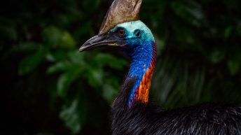 53 4 344x193 - Hen ku Brisbane, czyli nasz pierwszy road trip po Australii