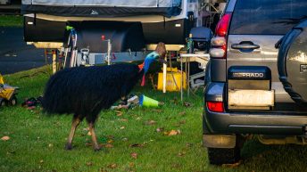 55 4 344x193 - Hen ku Brisbane, czyli nasz pierwszy road trip po Australii