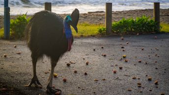 58 3 344x193 - Hen ku Brisbane, czyli nasz pierwszy road trip po Australii