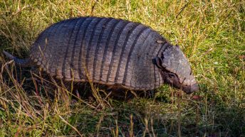 6 17 344x193 - No pain, no Paine - Patagonia