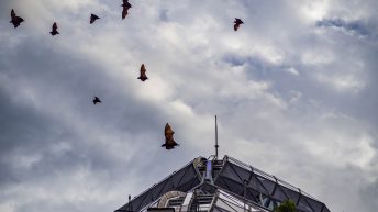 6 20 344x193 - Hen ku Brisbane, czyli nasz pierwszy road trip po Australii