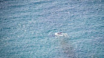 6 30 344x193 - Nie tak dzika Afryka - Kapsztad i okolice (RPA cz. II)