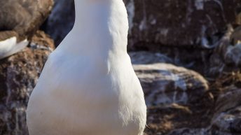 6 5 344x193 - W drodze na Antarktydę - Falklandy