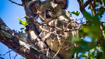 60 4 344x193 - Hen ku Brisbane, czyli nasz pierwszy road trip po Australii