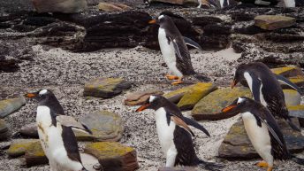 63 2 344x193 - W drodze na Antarktydę - Falklandy