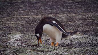 65 2 344x193 - W drodze na Antarktydę - Falklandy