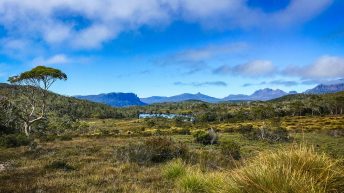 65 4 344x193 - Do diabła!... czyli Tasmania :-)