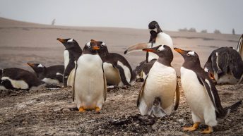 66 2 344x193 - W drodze na Antarktydę - Falklandy