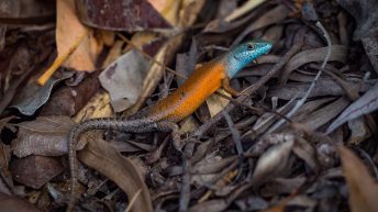 66 3 344x193 - Hen ku Brisbane, czyli nasz pierwszy road trip po Australii