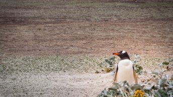 67 2 344x193 - W drodze na Antarktydę - Falklandy