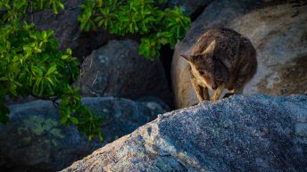 67 3 344x193 - Hen ku Brisbane, czyli nasz pierwszy road trip po Australii