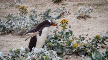 68 1 344x193 - W drodze na Antarktydę - Falklandy