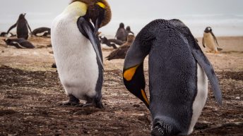 69 2 344x193 - W drodze na Antarktydę - Falklandy