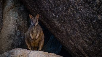 69 3 344x193 - Hen ku Brisbane, czyli nasz pierwszy road trip po Australii