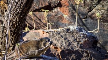 7 30 344x193 - Operacja pustynna burza - Namibia cz. I