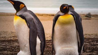 70 2 344x193 - W drodze na Antarktydę - Falklandy