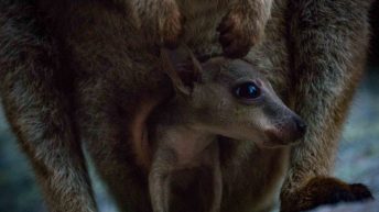 70 3 344x193 - Hen ku Brisbane, czyli nasz pierwszy road trip po Australii