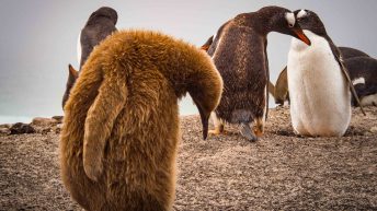 71 2 344x193 - W drodze na Antarktydę - Falklandy