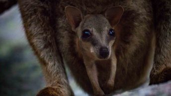 71 3 344x193 - Hen ku Brisbane, czyli nasz pierwszy road trip po Australii