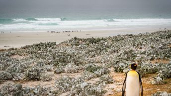 72 2 344x193 - W drodze na Antarktydę - Falklandy