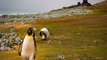 73 2 344x193 - W drodze na Antarktydę - Falklandy