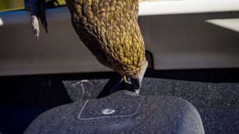 73 4 344x193 - W krainie Władcy Pierścieni - Wyspa Południowa