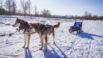 73 7 344x193 - Koleją transsyberyjską do domu