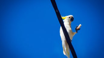 74 3 344x193 - Hen ku Brisbane, czyli nasz pierwszy road trip po Australii