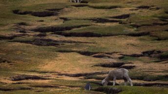 75 2 344x193 - W drodze na Antarktydę - Falklandy