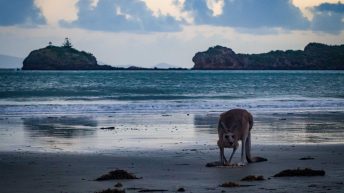77 3 344x193 - Hen ku Brisbane, czyli nasz pierwszy road trip po Australii