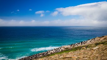 78 2 344x193 - W drodze na Antarktydę - Falklandy