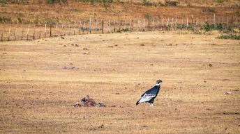 8 13 344x193 - No pain, no Paine - Patagonia