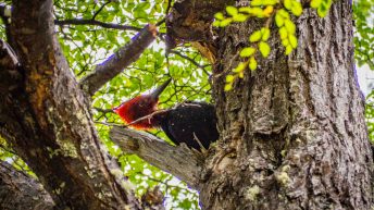 8 15 344x193 - No pain, no Paine - Patagonia