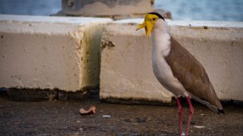 8 19 344x193 - Hen ku Brisbane, czyli nasz pierwszy road trip po Australii