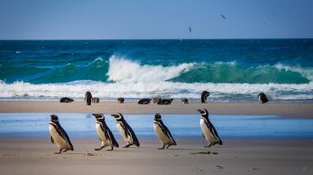 80 2 344x193 - W drodze na Antarktydę - Falklandy