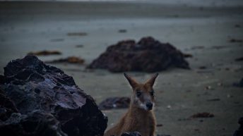 81 3 344x193 - Hen ku Brisbane, czyli nasz pierwszy road trip po Australii