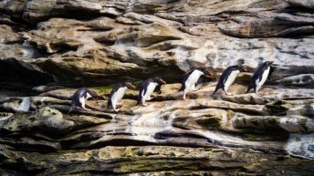 82 2 344x193 - W drodze na Antarktydę - Falklandy